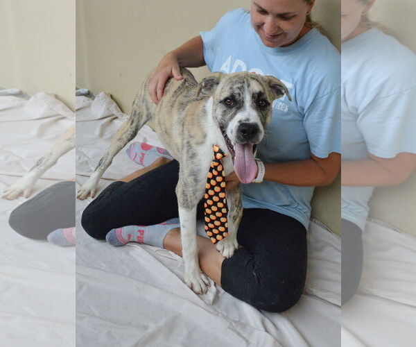 Medium Photo #3 Mutt Puppy For Sale in McKinney, TX, USA