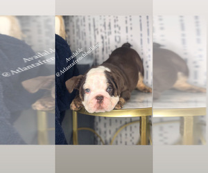Bulldog Puppy for sale in COVINGTON, GA, USA
