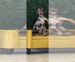 Father of the Labradoodle puppies born on 10/14/2025