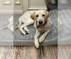 Labrador Retriever Dogs for adoption in Fort Worth, TX, USA