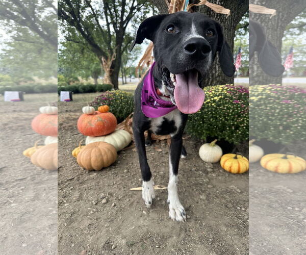 Medium Photo #3 Border Collie-Unknown Mix Puppy For Sale in Germantown, OH, USA