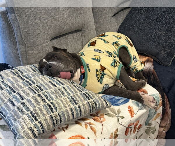 Medium Photo #3 American Staffordshire Terrier-Mastiff Mix Puppy For Sale in Queen Creek, AZ, USA