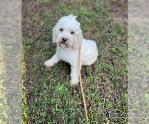 Cockapoo Puppy for sale in FORT VALLEY, GA, USA