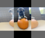 Small Photo #3 German Shepherd Dog Puppy For Sale in SUMMERVILLE, SC, USA