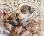 Small Photo #10 Bulldog Puppy For Sale in FAIRFIELD, IA, USA