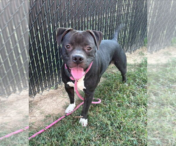 Medium Photo #2 Mutt Puppy For Sale in Evansville, IN, USA