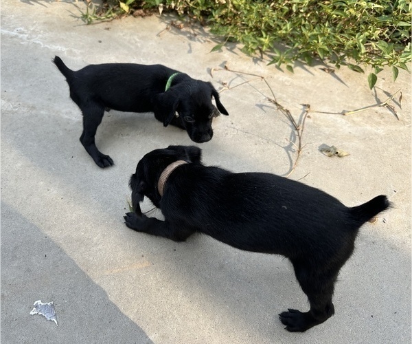 Medium Photo #7 German Shorthaired Pointer Puppy For Sale in GREENVILLE, SC, USA