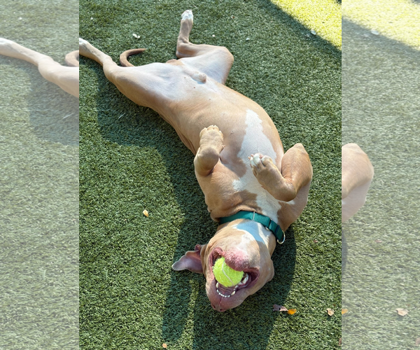 Medium Photo #8 Mutt Puppy For Sale in Hillsboro, NH, USA