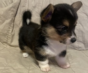 Pembroke Welsh Corgi Puppy for sale in MIDDLETOWN, OH, USA