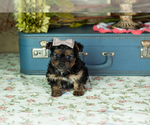 Small #2 Yorkshire Terrier
