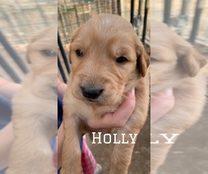 Golden Retriever Puppy for sale in MODESTO, CA, USA