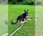 Small #3 German Shepherd Dog Mix