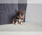 Small Photo #3 Chihuahua Puppy For Sale in EMPIRE STATE, NY, USA