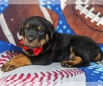 Small Photo #4 Rottweiler Puppy For Sale in GLEN ROCK, PA, USA
