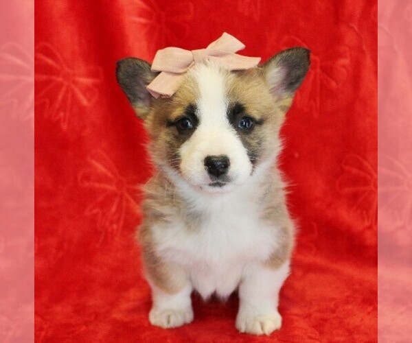 Medium Photo #1 Pembroke Welsh Corgi Puppy For Sale in COATESVILLE, PA, USA
