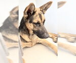 Small #1 German Shepherd Dog