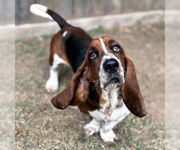 Medium Photo #3 Basset Hound Puppy For Sale in Deepwater, NJ, USA