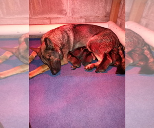 Mother of the German Shepherd Dog puppies born on 12/04/2021