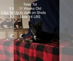 Puppy Tater Tot Pomsky