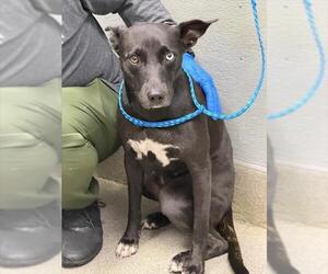 Border Collie-Unknown Mix Dogs for adoption in Las Vegas, NV, USA