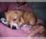 Small #14 American Staffordshire Terrier-Labrador Retriever Mix