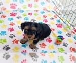 Small #3 Yorkshire Terrier