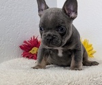 Small Photo #60 French Bulldog Puppy For Sale in GOSHEN, IN, USA