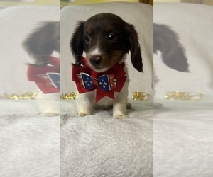 Dachshund Puppy for sale in BARNETT, MO, USA