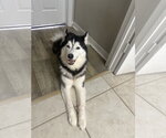 COURTESY POST: Hera - Female Siberian Husky Dog for Adoption - Small photo