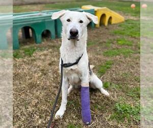 Gerberian Shepsky Dogs for adoption in Modesto, CA, USA