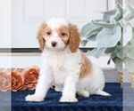 Small #2 Cavapoo