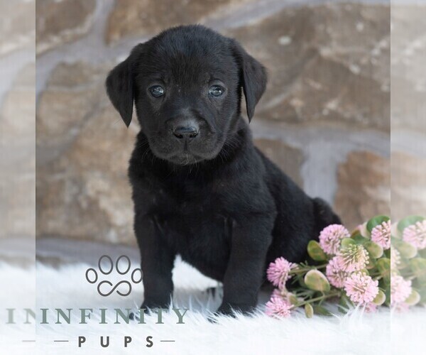 Medium Photo #1 Labrador Retriever Puppy For Sale in MIFFLINTOWN, PA, USA
