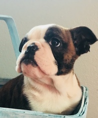 English Bulldog Puppy for sale in FORT MORGAN, CO, USA