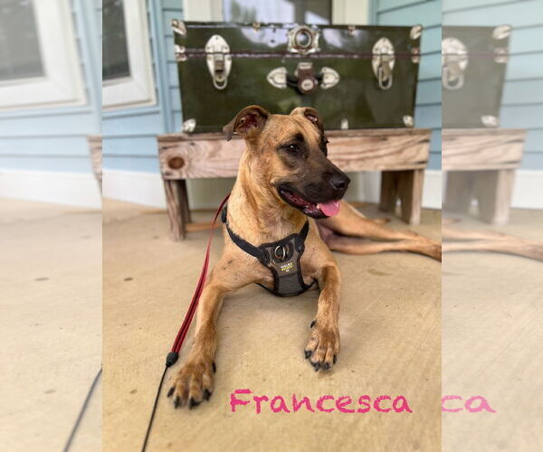 Medium Photo #2 American Pit Bull Terrier-Australian Shepherd Mix Puppy For Sale in Farmerville, LA, USA