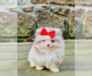 Medium Pomeranian