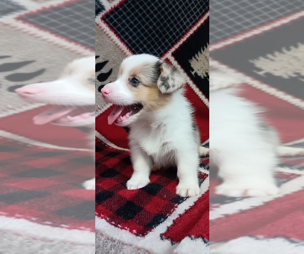 Medium Photo #3 Welsh Cardigan Corgi Puppy For Sale in NEWAYGO, MI, USA