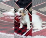 Puppy Barron Welsh Cardigan Corgi