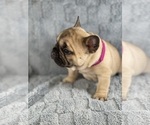 Puppy Mercedes French Bulldog