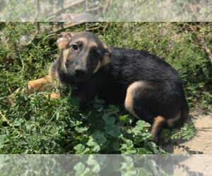 German Shepherd Dog Puppy for sale in RIGA, MI, USA