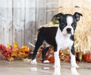 Boston Terrier Puppy for sale in MOUNT VERNON, OH, USA