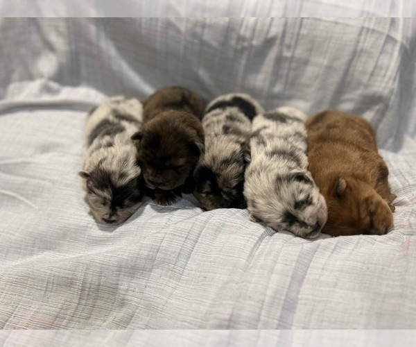 Medium Photo #1 Chow Chow Puppy For Sale in ARLINGTON, TX, USA