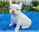 Small #1 French Bulldog
