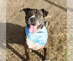 Small American Staffordshire Terrier-Chinese Shar-Pei Mix