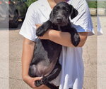 Small #2 Irish Wolfhound Mix