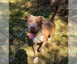 American Pit Bull Terrier-Staffordshire Bull Terrier Mix Dogs for adoption in Jackson, MS, USA