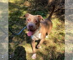 Small American Pit Bull Terrier-Staffordshire Bull Terrier Mix