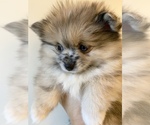 Puppy 3 Pomeranian