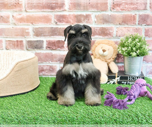 Schnauzer (Miniature) Puppy for sale in SYRACUSE, IN, USA