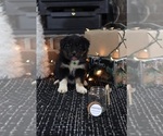Small Photo #8 Miniature American Shepherd Puppy For Sale in DAWSON, GA, USA