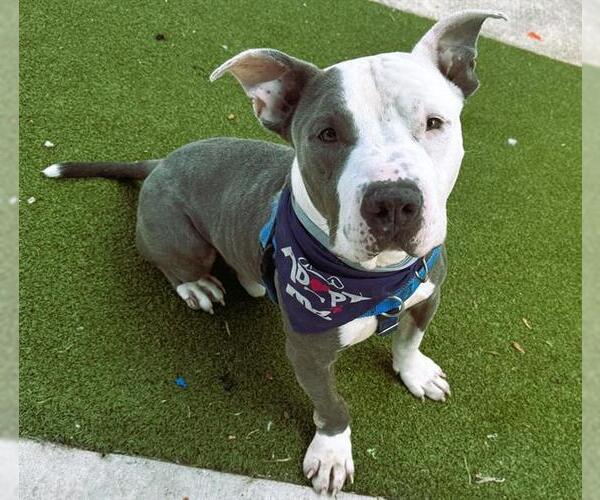 Medium Photo #2 American Staffordshire Terrier Puppy For Sale in Fort Lauderdale, FL, USA